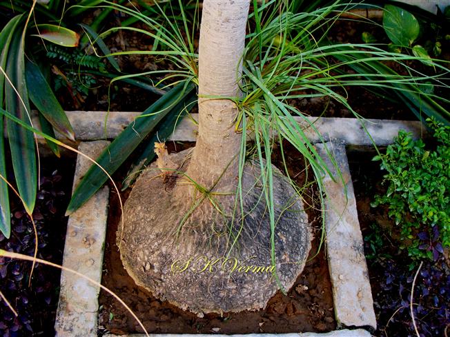  Base of plant